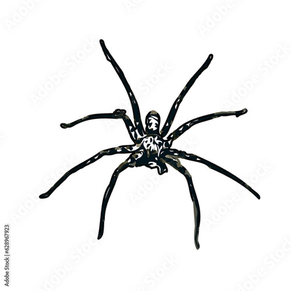 Obraz Color sketch of spider with transparent background