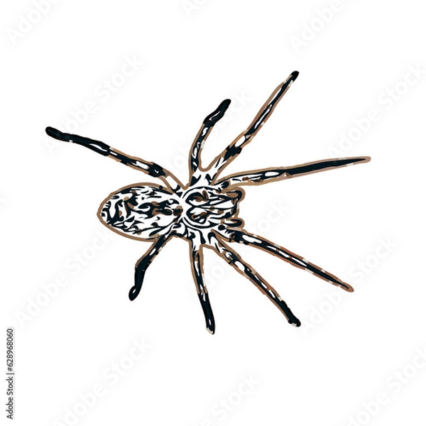 Obraz Color sketch of spider with transparent background