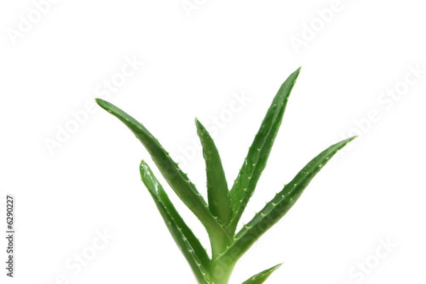 Obraz aloe vera