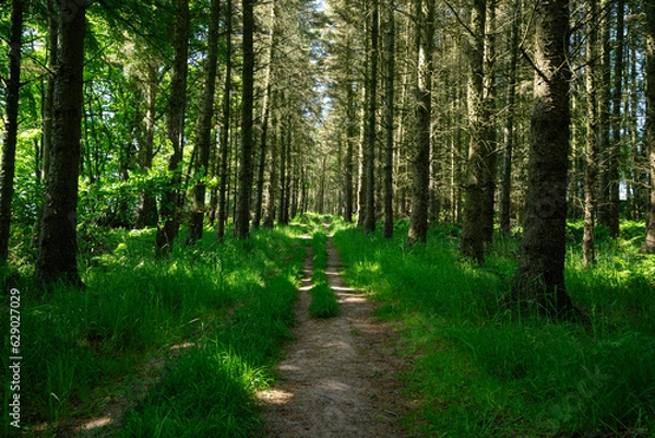 Fototapeta Forest Track