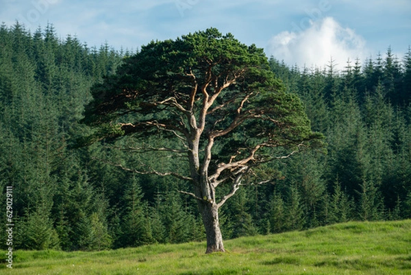 Fototapeta Scots Pine Tree