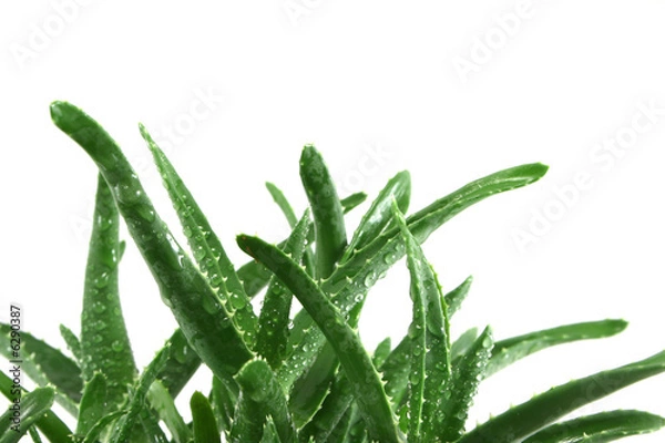 Obraz aloe vera