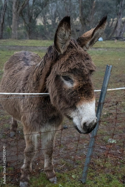 Obraz donkey in the field