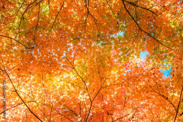 Fototapeta 色づいたもみじのグラデーション