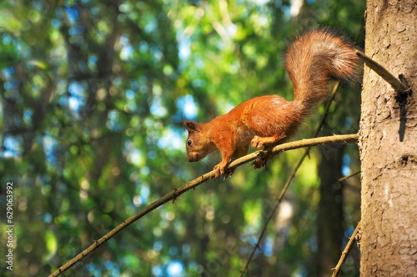 Obraz Sciurus close-up running on a tree branch in the forest