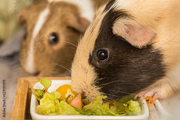 Fototapeta close up view of guinea pigs with mixed salad