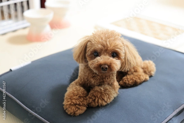 Fototapeta リゾート地で過ごすトイ・プードル