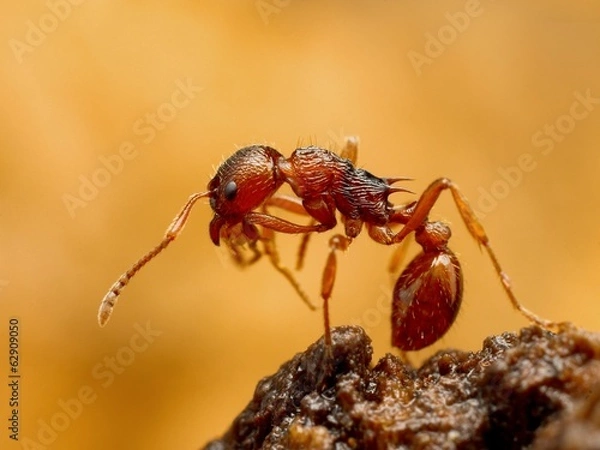 Obraz Myrmica ant cleaning itself closeup
