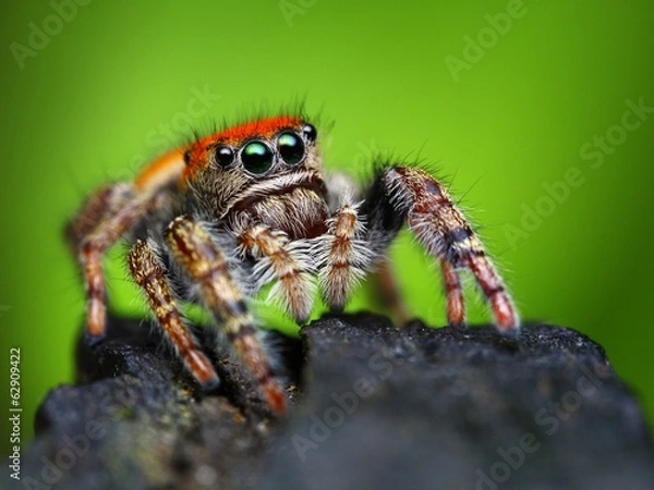 Obraz Phidippus whitmani jumping spider closeup