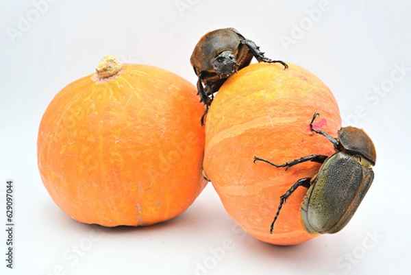 Obraz ヘラクレスオオカブト
