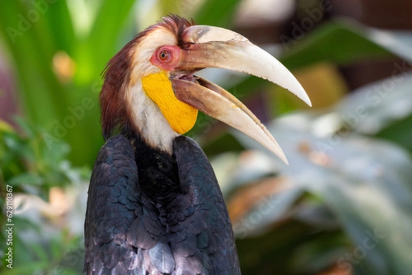 Fototapeta Close up of a male Rhyticeros undulatus bird, The wreathed hornbill is perching on a tree in Borneo forest