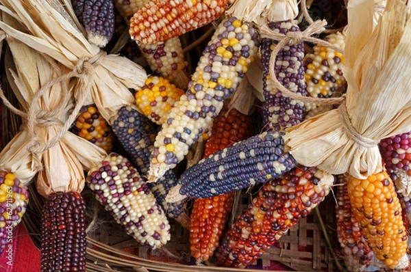 Obraz Colorful dried Indian Corn