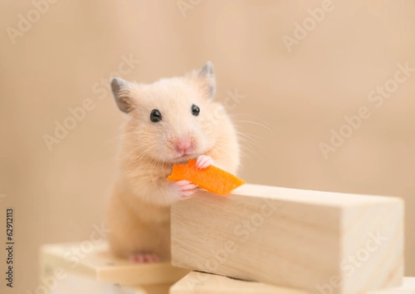 Obraz 人参を食べるキンクマハムスター
