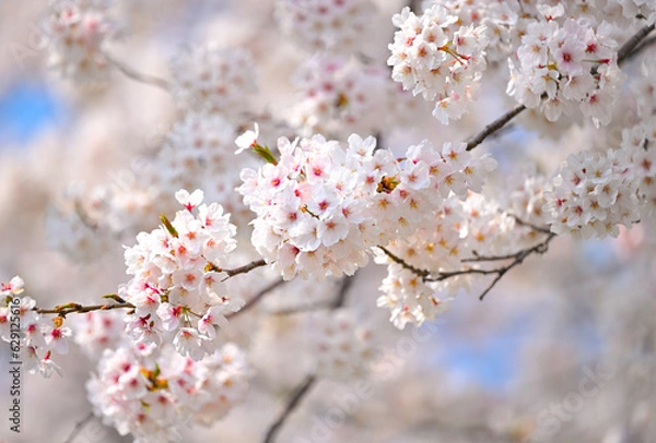Obraz 島根町の桜