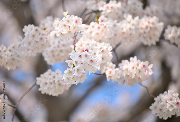 Obraz 島根町の桜