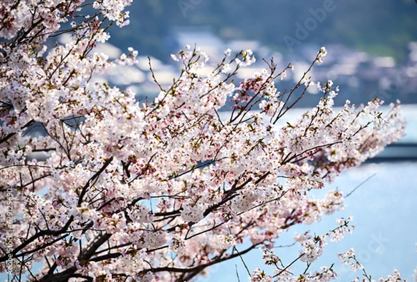 Obraz 島根町の桜