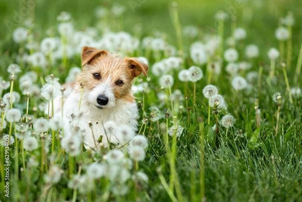 Fototapeta Happy healthy dog sitting in a dandelion blowball flower herb field. Pet in the nature background.