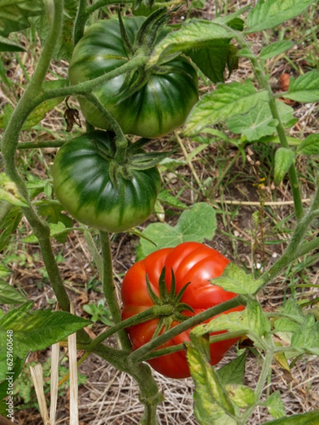 Fototapeta Tomates dans le jardin