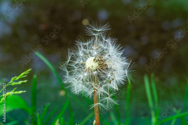 Fototapeta dandelion seed head