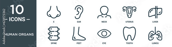 Fototapeta human organs outline icon set includes thin line e, ear, neck, uterus, liver, spine, feet icons for report, presentation, diagram, web design