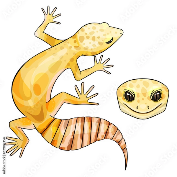 Fototapeta Vector illustration of an eublepharis Leopard gecko Rainwater Albino