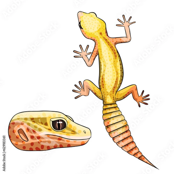 Fototapeta Vector illustration of an eublepharis Leopard gecko Rainwater Albino