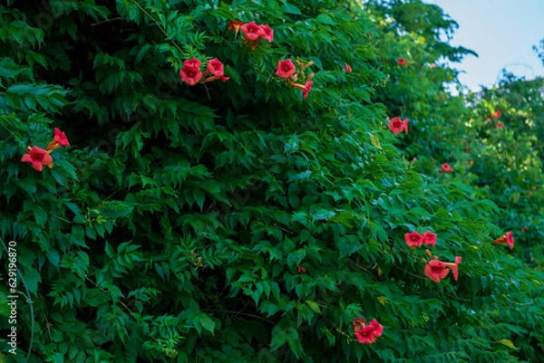 Obraz ノウゼンカツラ