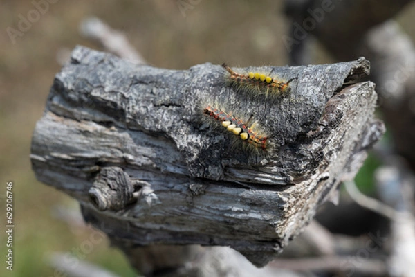 Fototapeta Chenilles