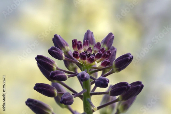 Fototapeta Fleur de chou