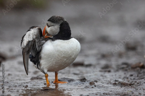 Fototapeta Colourful puffin bird standing on wet muddy track preening itself