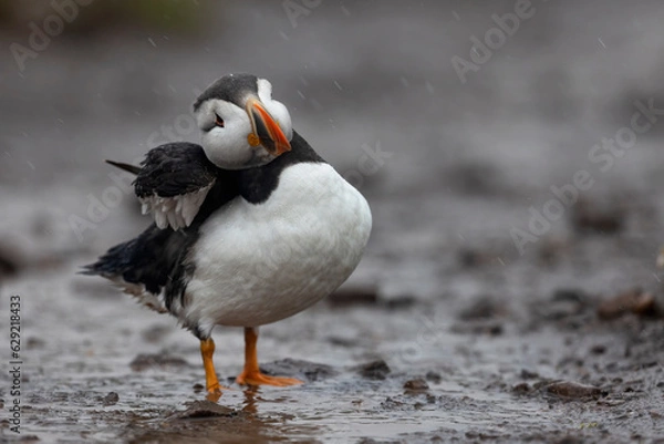 Obraz Colourful puffin bird standing on wet muddy track with neck at angle and wing partially visible
