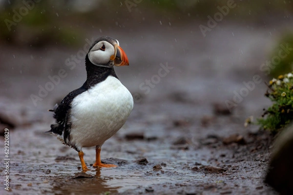 Obraz Colourful puffin bird standing on wet muddy track