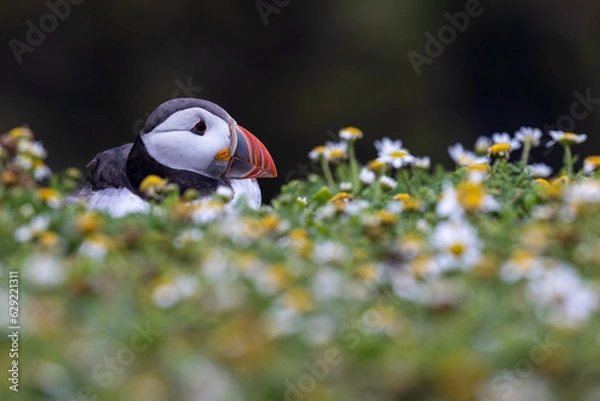 Obraz Colourful puffin bird partially visible behind out of focus flowers