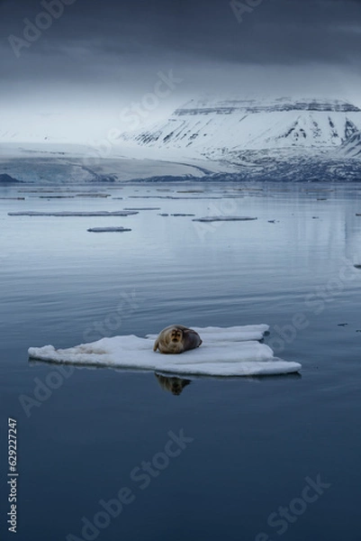 Obraz Seal lying on arctic sea ice