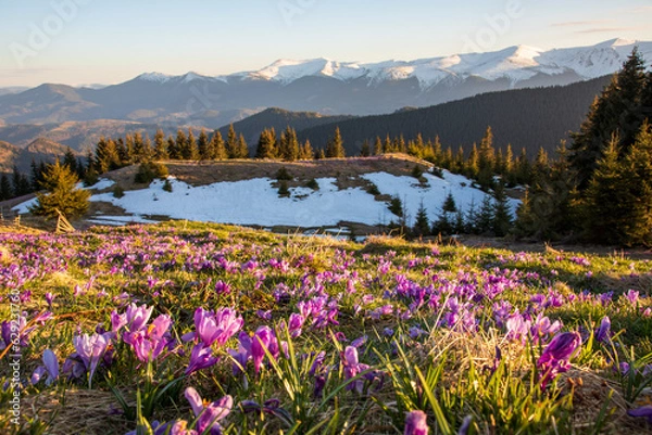 Fototapeta A wonderful view of the spring Carpathians