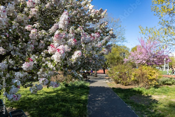 Obraz Beautiful Flowering Tree along a Path at McCarren Park in Williamsburg Brooklyn during Spring