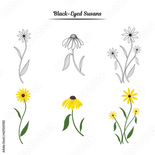 Fototapeta Black - eyed susans flower illustration. Black-Eyed Susans flower outline. 
