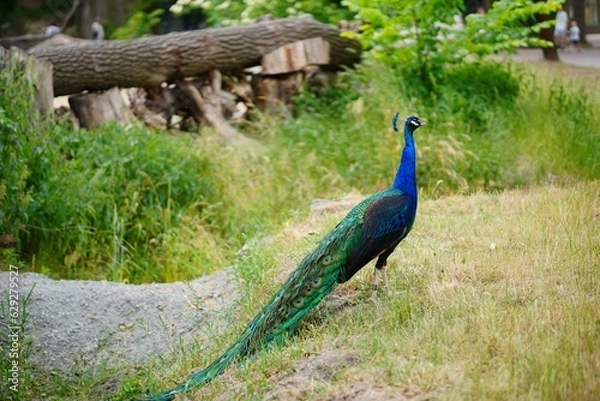 Fototapeta Majestic peacock standing alone in a lush green meadow