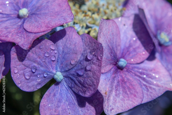 Obraz Hydrangeas after a rain shower