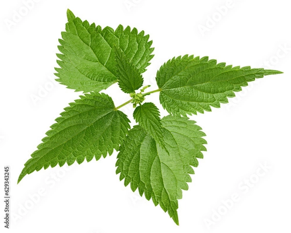 Obraz Nettle isolated on white background, full depth of field