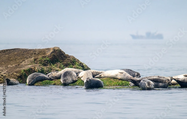 Obraz 백령도 물범