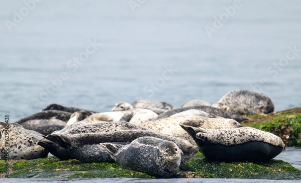 Obraz 백령도 물범