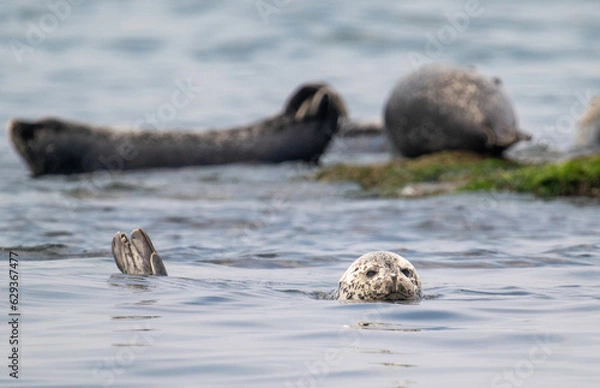 Obraz 백령도 물범