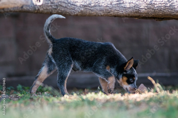 Obraz Orca the Blue Heeler