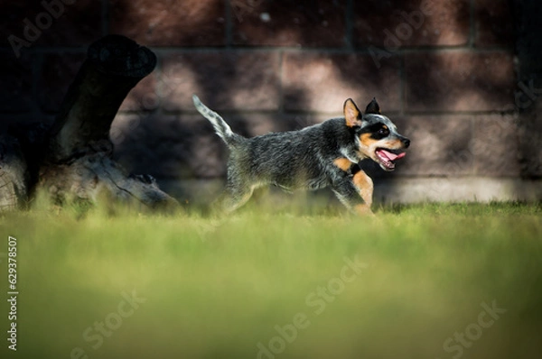 Obraz Orca the Blue Heeler