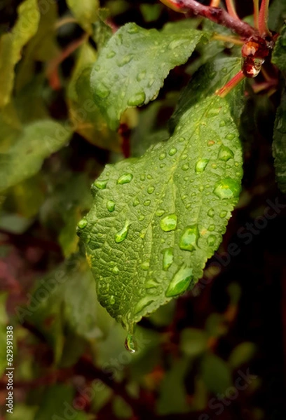 Obraz Green leaf with water drops