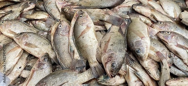 Fototapeta fresh fish on ice