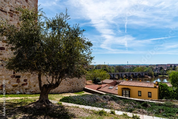 Fototapeta Viewpoint of Pizarro. Panoramic view of the small Castilian city of Zamora in Spain. Olive tree in foreground.