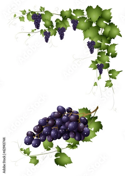 Obraz Weintrauben und Weinranken