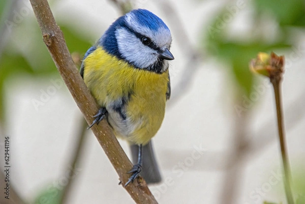 Obraz blue tit sitting on branch